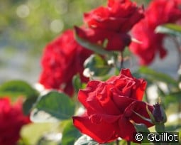 Proud Land kaufen, click for more details Proud Land