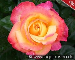 Pullman Orient Express syn Oriental Peace kaufen, click for more details Pullman Orient Express syn Oriental Peace