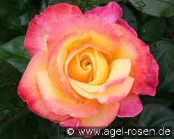 Pullman Orient Express syn Oriental Peace kaufen, click for more details Pullman Orient Express syn Oriental Peace