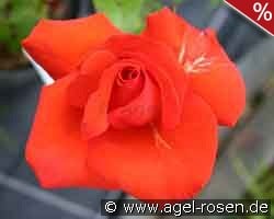 Rakete kaufen, click for more details Rakete