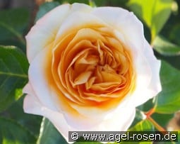 Rallye des Gazelles kaufen, click for more details Rallye des Gazelles