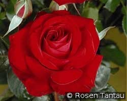 Red Brokat kaufen, click for more details Red Brokat