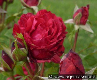 Red Intuition