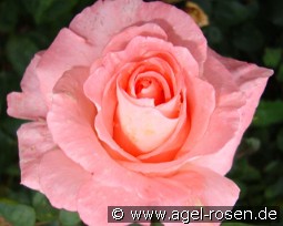 Regatta kaufen, click for more details Regatta