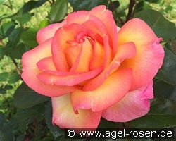 Roberto Alagna kaufen, click for more details Roberto Alagna