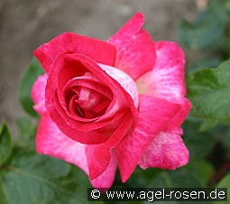 Rose Gaujard kaufen, click for more details Rose Gaujard