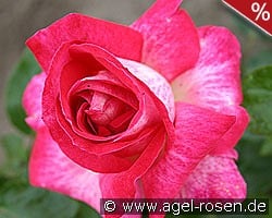 Rose Gaujard kaufen, click for more details Rose Gaujard