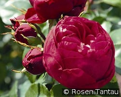 Royal Piano kaufen, click for more details Royal Piano