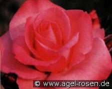 Sabine syn Sabine Sinjen kaufen, click for more details Sabine syn Sabine Sinjen