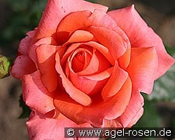 Salut kaufen, click for more details Salut