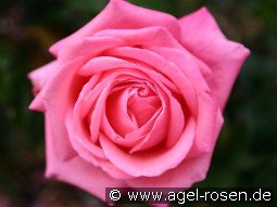 Salzaperle kaufen, click for more details Salzaperle