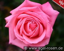 Salzaperle kaufen, click for more details Salzaperle