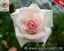 Schloß Ippenburg kaufen, click for more details Schloß Ippenburg