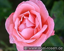 Schöne Berlinerin kaufen, click for more details Schöne Berlinerin