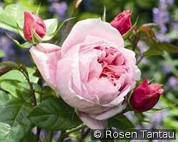 Schöne Maid kaufen, click for more details Schöne Maid