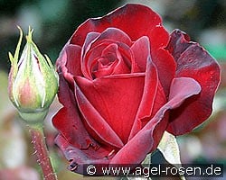 Schwarze Madonna kaufen, click for more details Schwarze Madonna