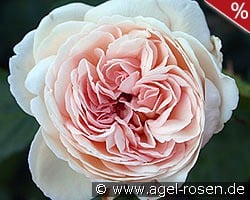 Sebastian Kneipp kaufen, click for more details Sebastian Kneipp