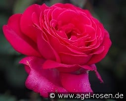 Sexy Parfumella kaufen, click for more details Sexy Parfumella