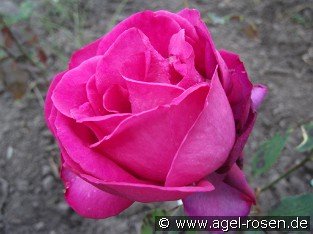 Shella-Kertesz-Rose