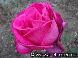 Shella-Kertesz-Rose