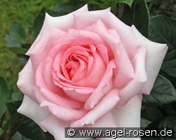 Shirley kaufen, click for more details Shirley