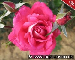 Smara kaufen, click for more details Smara