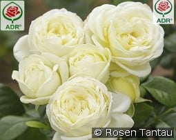 Solo kaufen, click for more details Solo