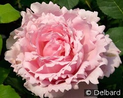 Sophie Rochas kaufen, click for more details Sophie Rochas