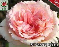 Souvenir de Baden Baden kaufen, click for more details Souvenir de Baden Baden