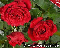 Sparkassenrose