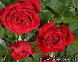 Sparkassenrose