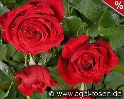 Sparkassenrose kaufen, click for more details Sparkassenrose
