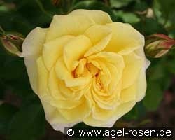 Sterntaler kaufen, click for more details Sterntaler