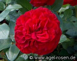 Störtebeker kaufen, click for more details Störtebeker