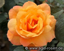 Strike it Rich kaufen, click for more details Strike it Rich