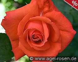 Super Star kaufen, click for more details Super Star