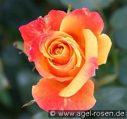 Sutters Gold kaufen, click for more details Sutters Gold