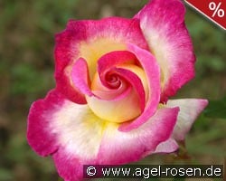 Sweet Delight kaufen, click for more details Sweet Delight