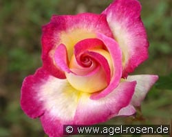 Sweet Delight kaufen, click for more details Sweet Delight