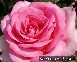 Sweet Parole kaufen, click for more details Sweet Parole