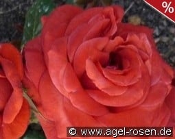 Terracotta kaufen, click for more details Terracotta
