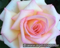 The Lady kaufen, click for more details The Lady