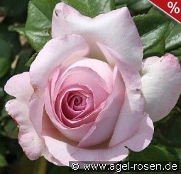 The Pride kaufen, click for more details The Pride