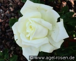 Tineke kaufen, click for more details Tineke