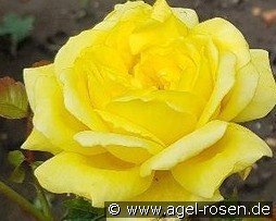 Toulouse Lautrec kaufen, click for more details Toulouse Lautrec