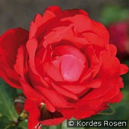 Traumfrau kaufen, click for more details Traumfrau