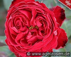 Traviata kaufen, click for more details Traviata