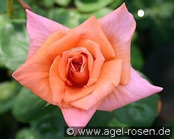 Trend kaufen, click for more details Trend