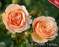 Tropicana kaufen, click for more details Tropicana