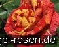 Buy Valentina Freska